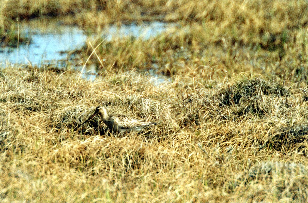 Sandpiper, Godwit, Bar-tailed, Deadhorse, AK, 1999-06, B07P52I01.jpg - Bar-tailed Godwit